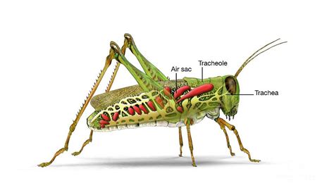 Trachea In Insects