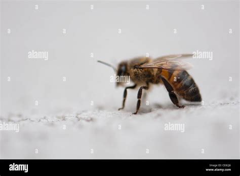 Bee close up Stock Photo - Alamy