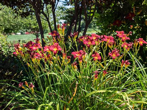 Hemerocallis Pardon Me Pépinière Cramer Inc