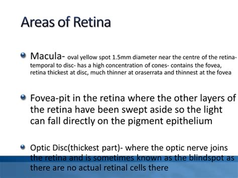 Retina And Physiology Flashcards Quizlet