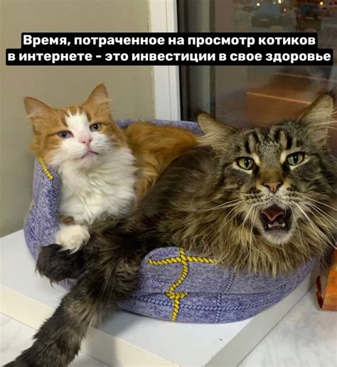 РЕСПУБЛИКА КОШЕК И КОТОВ 2024 | ВКонтакте