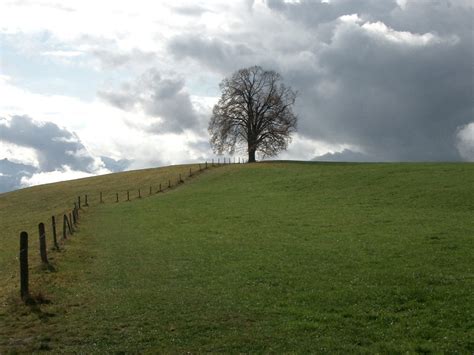 Images Gratuites Paysage Arbre La Nature Herbe Horizon Montagne