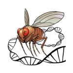 Linkage And Recombination Part 2 Sex Linkage In Drosophila Linked