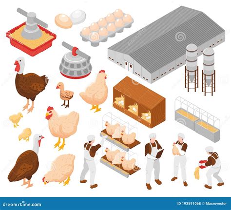 Poultry Farm Isometric Set Stock Vector Illustration Of Livestock