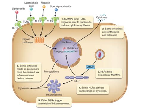 Exam Microbio Flashcards Quizlet