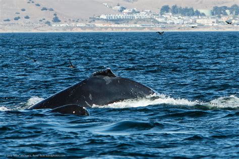 Humpback Whales Megaptera Novaeangliae Lunge Feeding Di Flickr