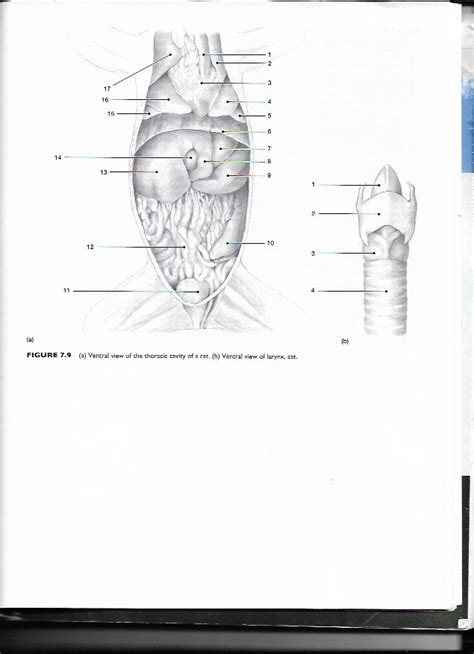 Thoracic Cavity Cat Diagram Quizlet