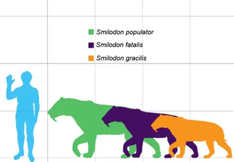 How Big was a Saber Tooth Tiger - Saber Tooth Tiger Size