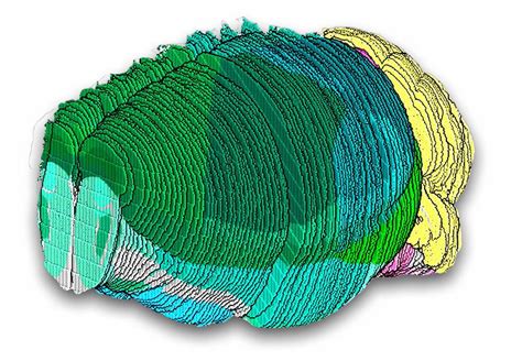 Científicos crean mapa atlas de células de cerebro de mamíferos