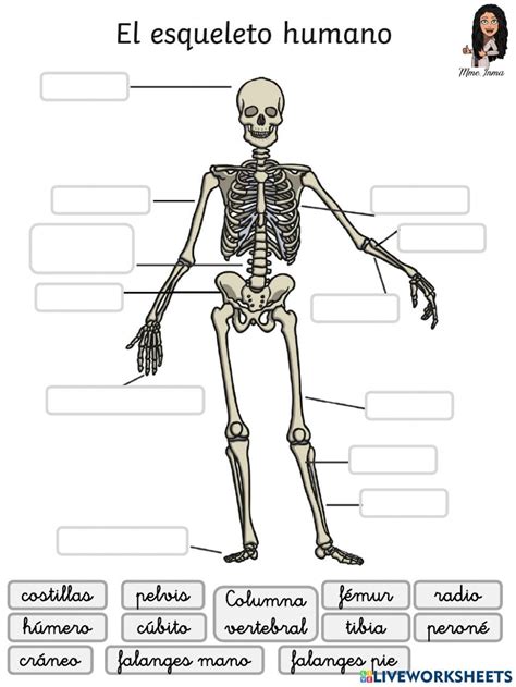 Ficha Online De El Esqueleto Humano Para Primaria Puedes Hacer Los