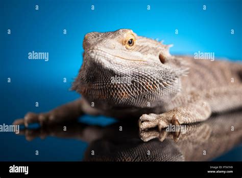 Dragon Agama Lizard On Blue Mirror Background Stock Photo Alamy