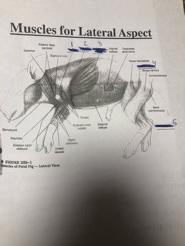 Anatomy fetal pig muscles Flashcards | Quizlet