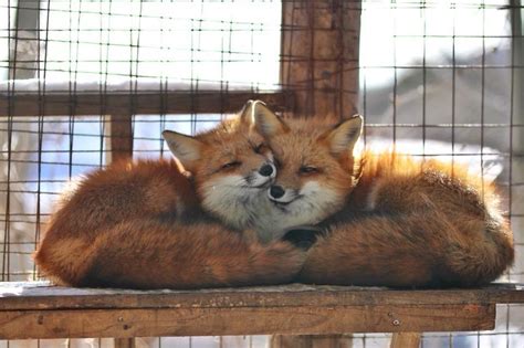 Fox love : r/foxes