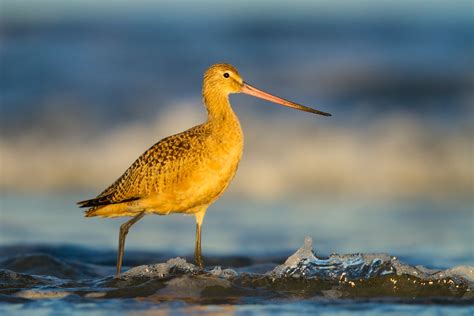 Marbled Godwit Limosa Fedoa September Chesterman Flickr