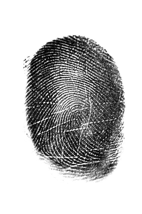 Blue Fingerprint Identity Id Stock Image Image Of Evidence Identity