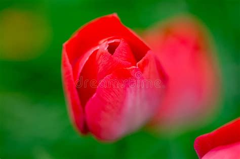 Vagina Flower Concept Flower Pussy Vulva Clitoris Vagina Orgasm And Love Spring Bloom