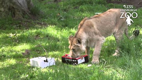 Asiatic Lion Enrichment At Rzss Edinburgh Zoo Youtube