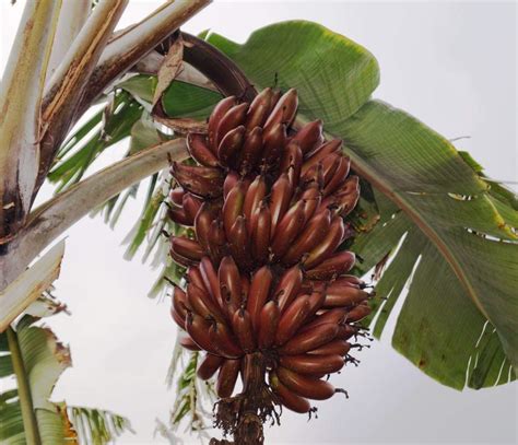 ROYAL LAND Rare Dwarf Tissue Culture Red Banana Red Poovan Plant 1