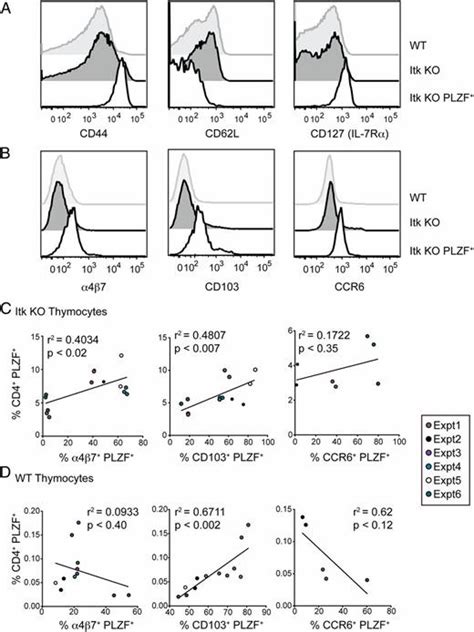 Innate Plzfcd4 αβ T Cells Develop And Expand In The Absence Of Itk