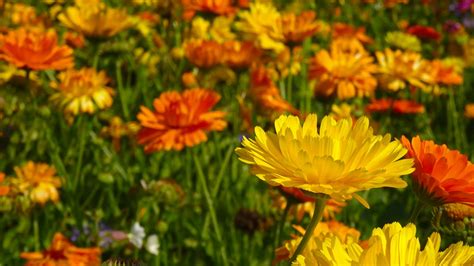 Everything You Need To Know To Grow Marigold Flowers Garden And Happy