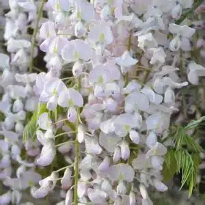 Glycine Du Japon Rosea Wisteria Floribunda Pépinières Français