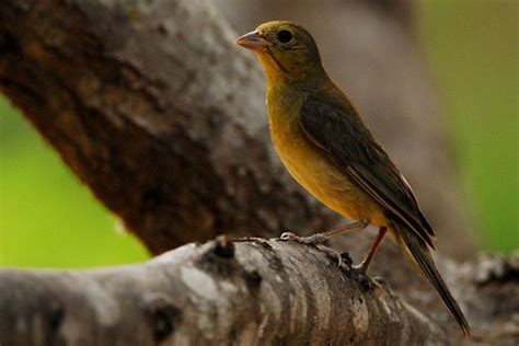 Female Painted Bunting Passerina Ciris I Was Invited To Flickr