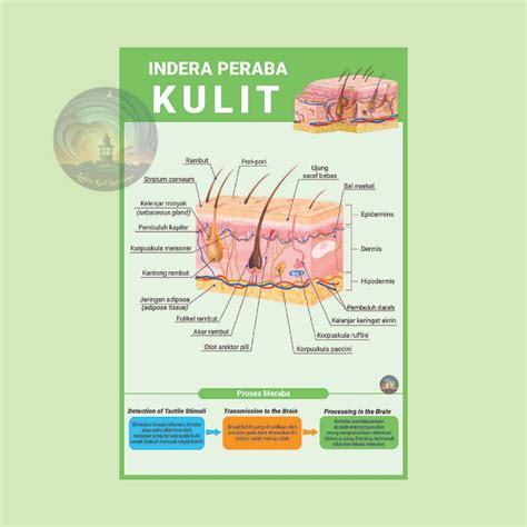 Jual Poster Anatomi Bagian Dan Fungsi Panca Indera Manusia Hidung