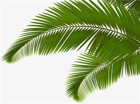 Coconut Leaves Clipart Transparent PNG Hd, Green Coconut Leaves ...