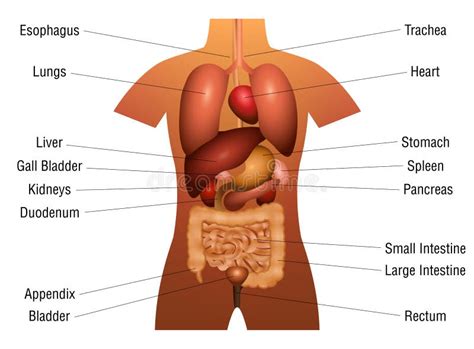 Anatomie Van Het Menselijk Lichaam Infografisch Van De Structuur Van