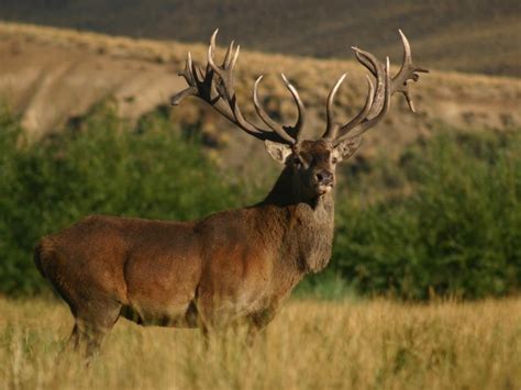 Argentina Red Stag Hunting | Argentina Big Hunting