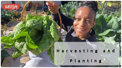 Planting Onions Harvesting Before My First Frost Youtube