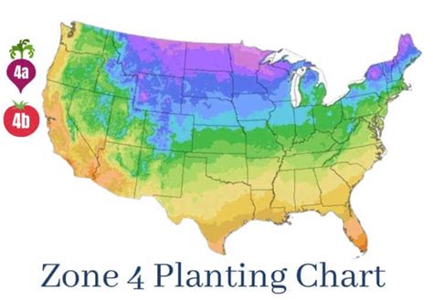 Zone 4 Vegetable Planting Chart | Kellogg Garden Organics™