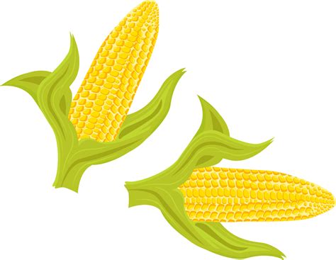 Yellow maize ,illustration, vector on white background. 13777331 Vector ...