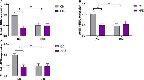 Frontiers Maternal High Fat Diet Disturbs The Dna Methylation Profile