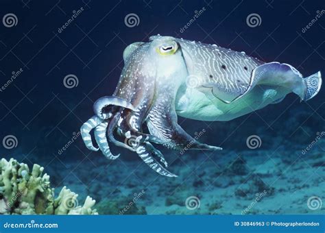 Cuttlefish Swimming In Ocean Stock Image Image Of Cuttlefish Pattern