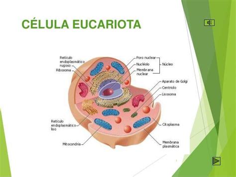 Elabora Un Esquema De Una Celula Eucariota Y Coloca Los Nombres De Los