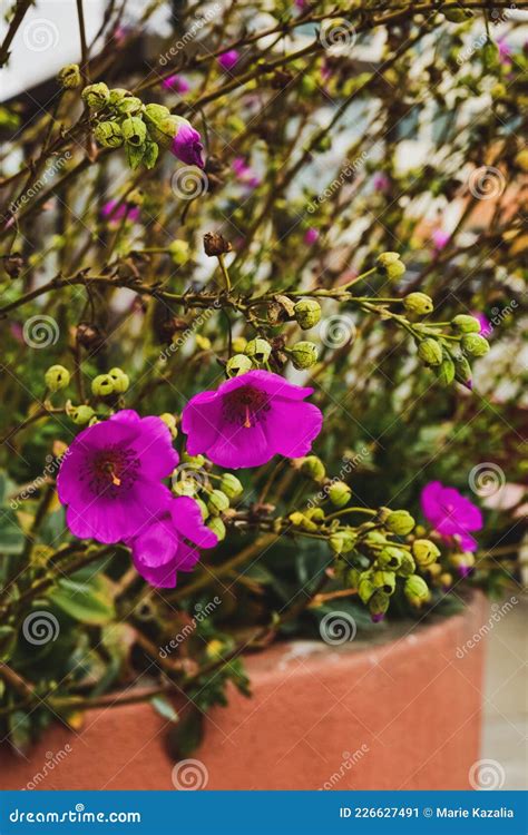 Bright Fuschia Pink Flowers Blooming in Garden Container Stock Image ...