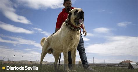 Conoce al perro Aksaray Malaklisi, el mastín conocido como "el gigante ...