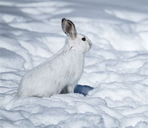 White Rabbit Snow Stock Photos Pictures And Royalty Free Images Istock