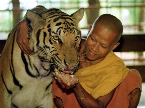 Buddha Monks Worship Among Tigers In Tiger Temple इन बौद्ध भिक्षुकों की है शेरों से यारी 150