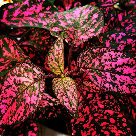 Hypoestes Phyllostachya Cv Hypoestes Confetti Red Seeds X Ole