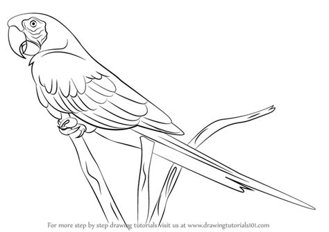 Macaw Drawing at GetDrawings | Free download