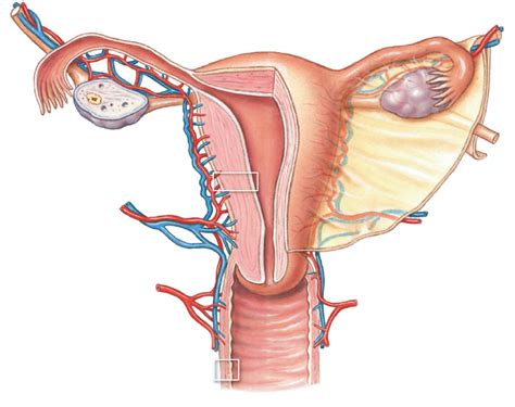 Anatomy Of Uterus Posterior View Diagram Quizlet