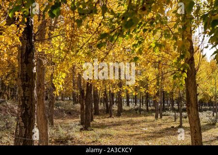 Lhasa 6th Oct 2019 Photo Taken On Oct 6 2019 Shows Woods In The