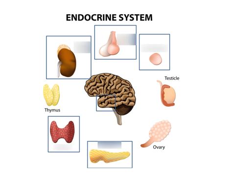 Endocrine System Parts Diagram Quizlet