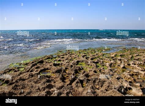 Coastline Algae Hi Res Stock Photography And Images Alamy