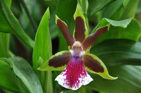 Zygopetalum Rhein Clown Orchids Plants Album