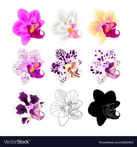 Orchid phalaenopsis various colours natural Vector Image