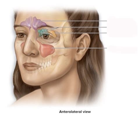 PARANASAL SINUSES Labelling Diagram Quizlet