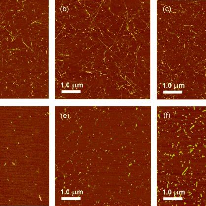 Afm Images Of Peptide Swcnt Dispersions Top And Peptide Solutions